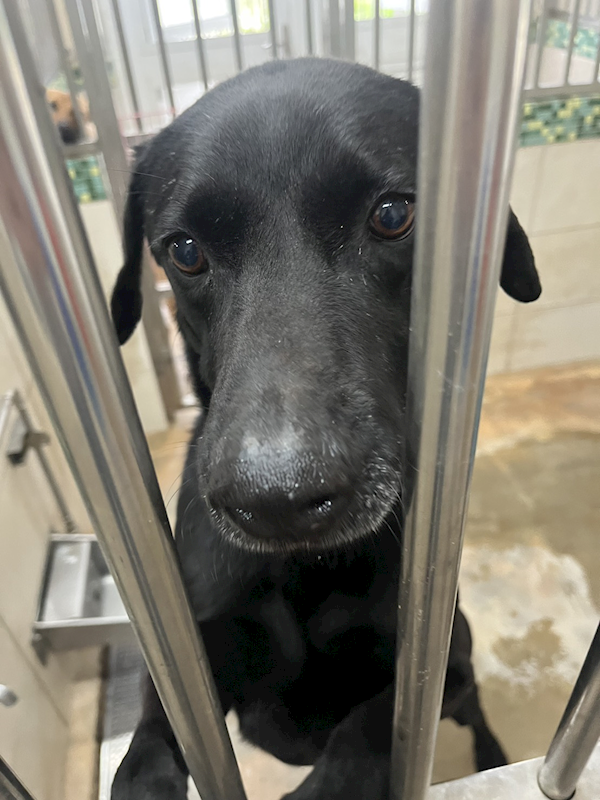 金門縣動物收容中心,編號:449054, 混種犬          