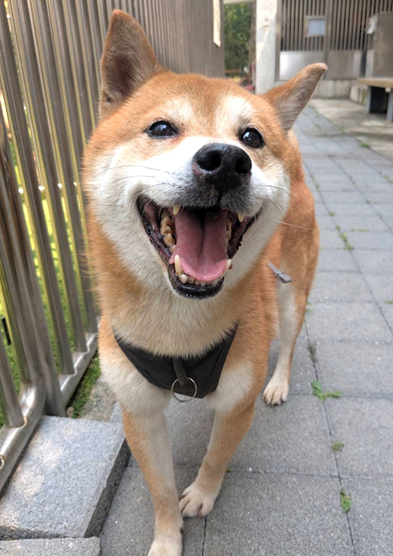 新竹縣動物保護教育園區,編號:449047, 柴犬                  