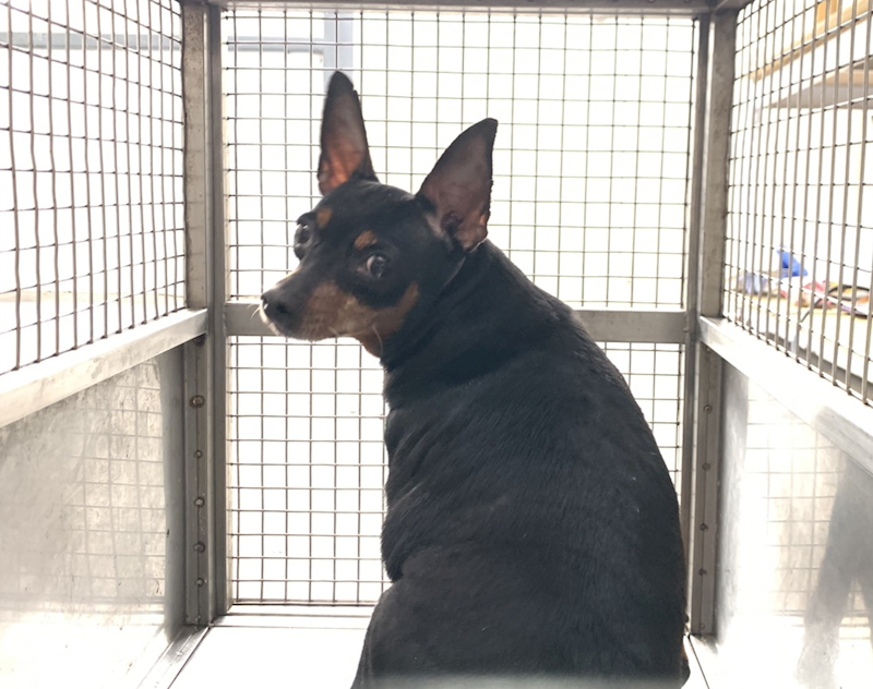 臺北市動物之家,編號:445281, 迷你品(迷你杜賓)