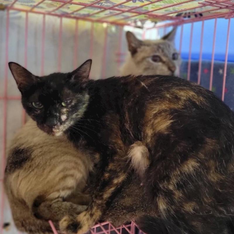 臺北市動物之家,編號:363098, 混種貓                 