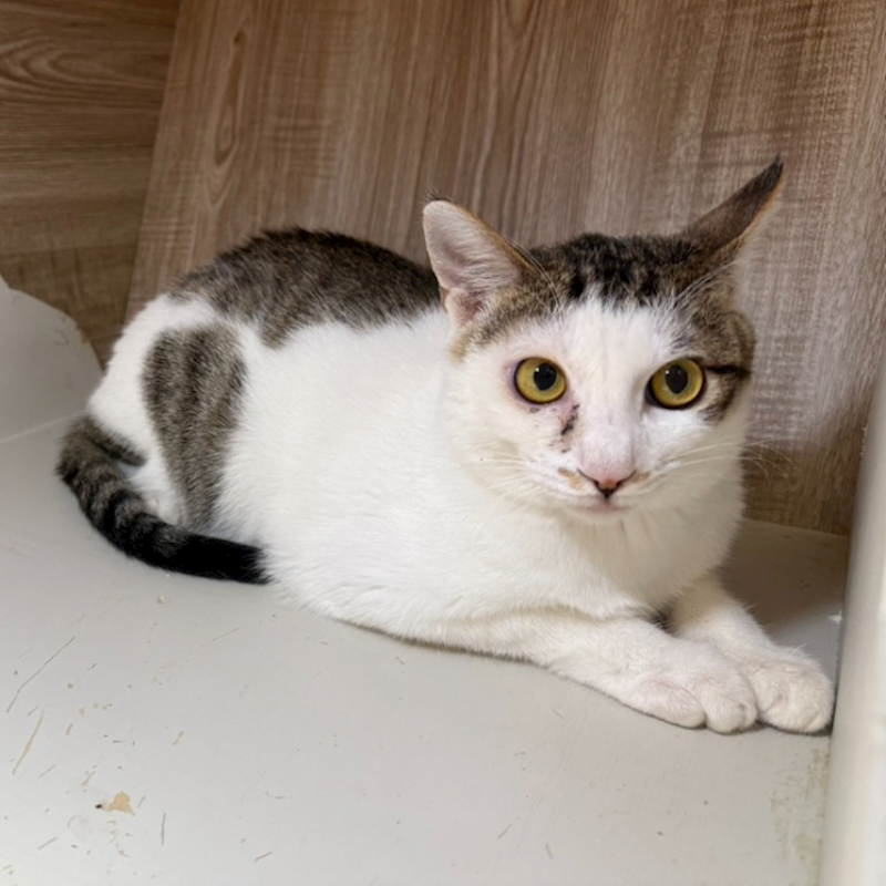 桃園市動物保護教育園區,編號:435778, 混種貓                 