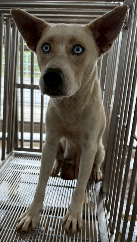 花蓮縣狗貓躍動園區,編號:443914, 混種犬          