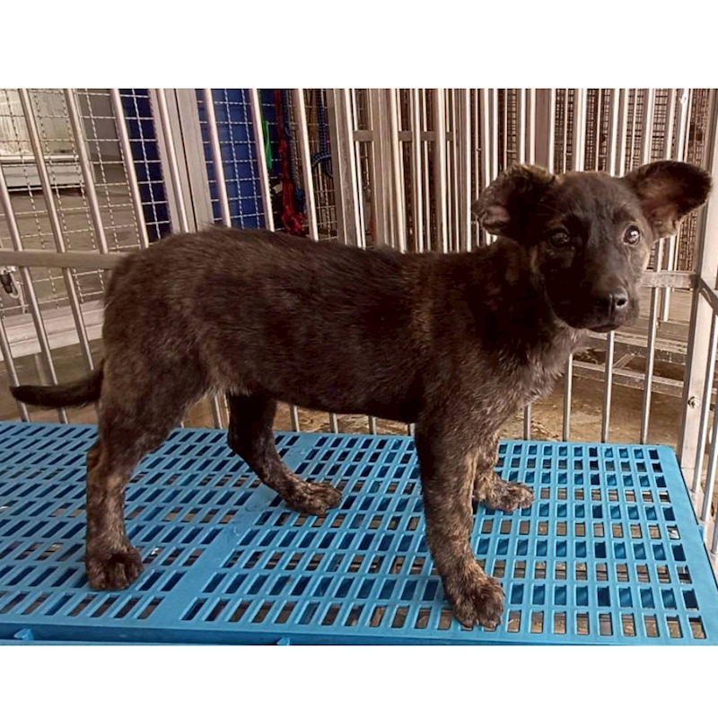 花蓮縣狗貓躍動園區,編號:443786, 混種犬          