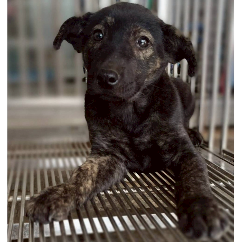 花蓮縣狗貓躍動園區,編號:443788, 混種犬          