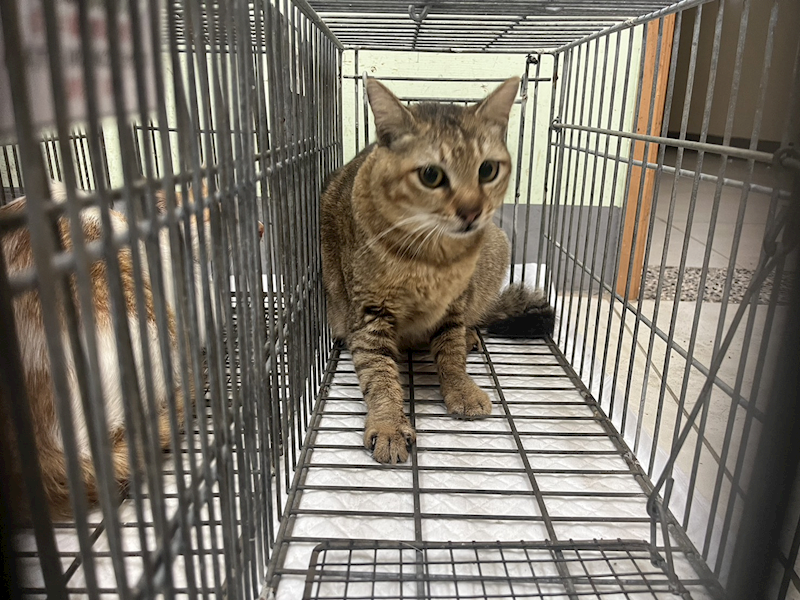 金門縣動物收容中心,編號:449309, 混種貓                 