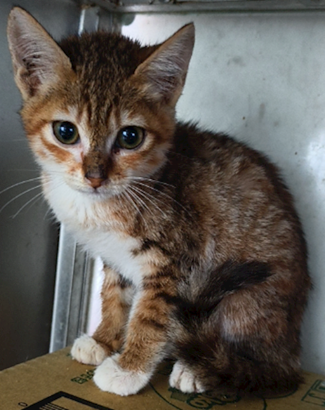 新北市三芝區公立動物之家,編號:449250, 混種貓                 