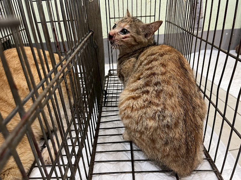 金門縣動物收容中心,編號:449308, 混種貓                 