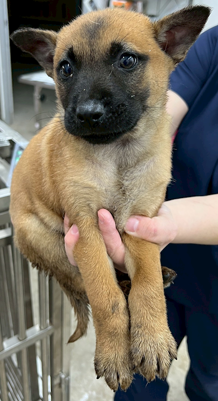 花蓮縣狗貓躍動園區,編號:445312, 混種犬          