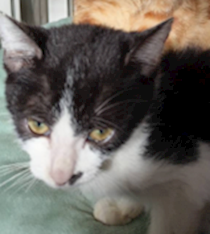 新北市三芝區公立動物之家,編號:449254, 混種貓                 