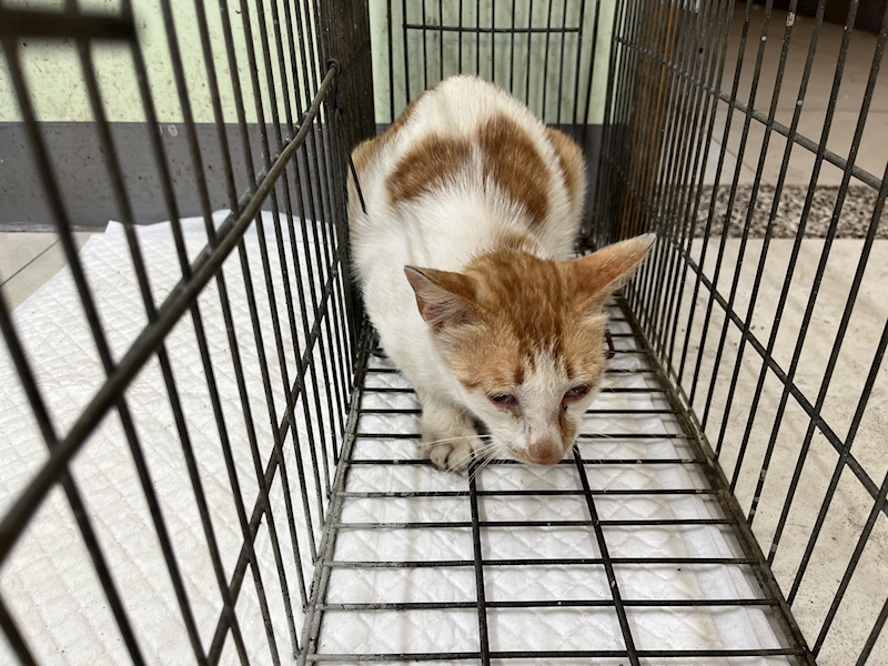 金門縣動物收容中心,編號:449307, 混種貓                 