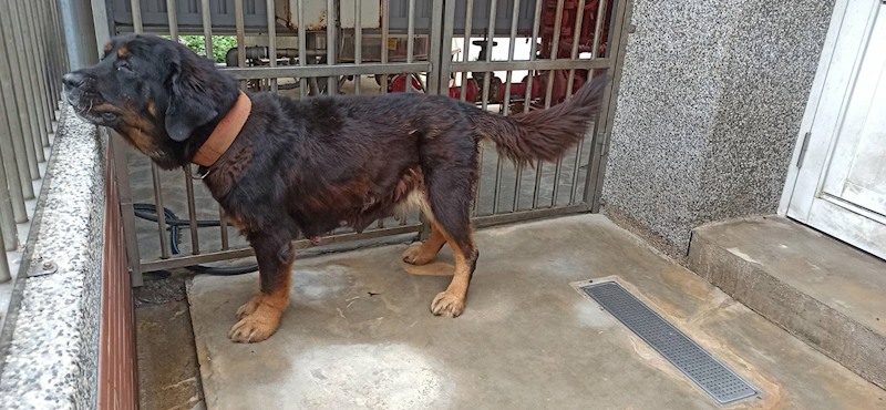 金門縣動物收容中心,編號:449305, 獒犬        