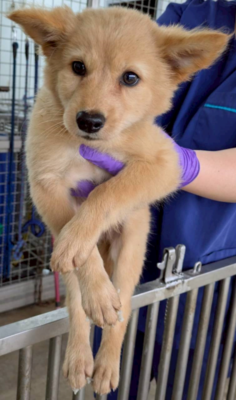 花蓮縣狗貓躍動園區,編號:445275, 混種犬          