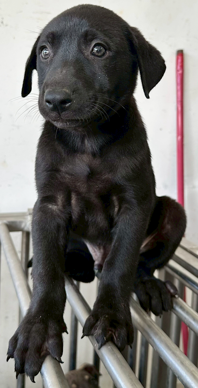 花蓮縣狗貓躍動園區,編號:445954, 混種犬          