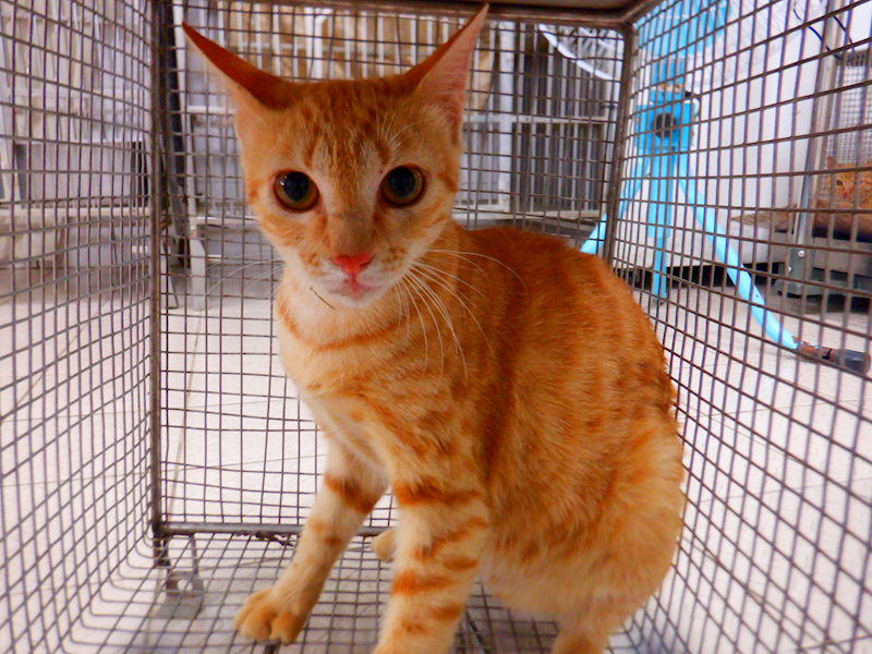 南投縣公立動物收容所,編號:449235, 混種貓                 