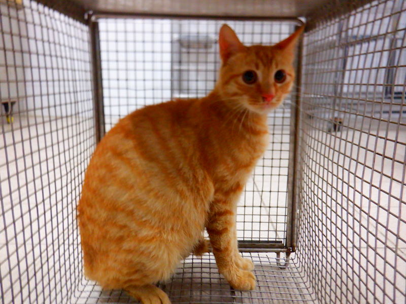 南投縣公立動物收容所,編號:449234, 混種貓                 