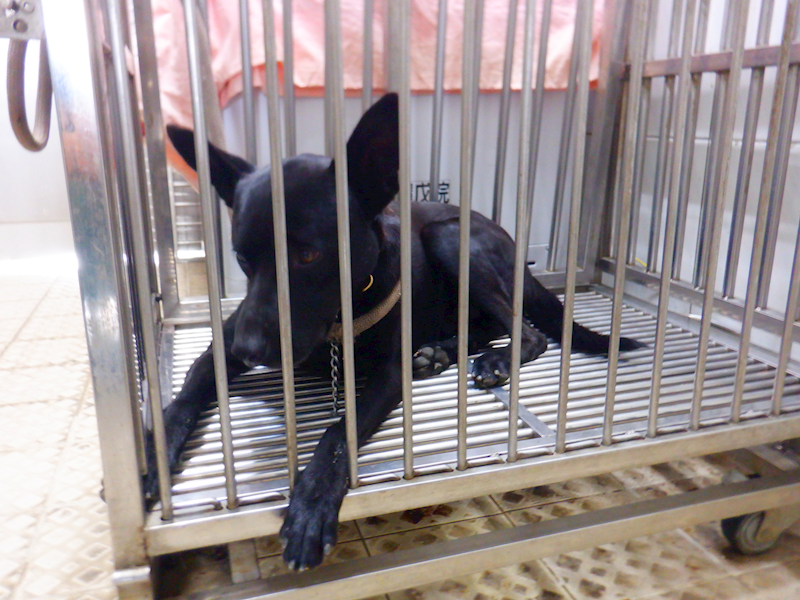 南投縣公立動物收容所,編號:449099, 混種犬          