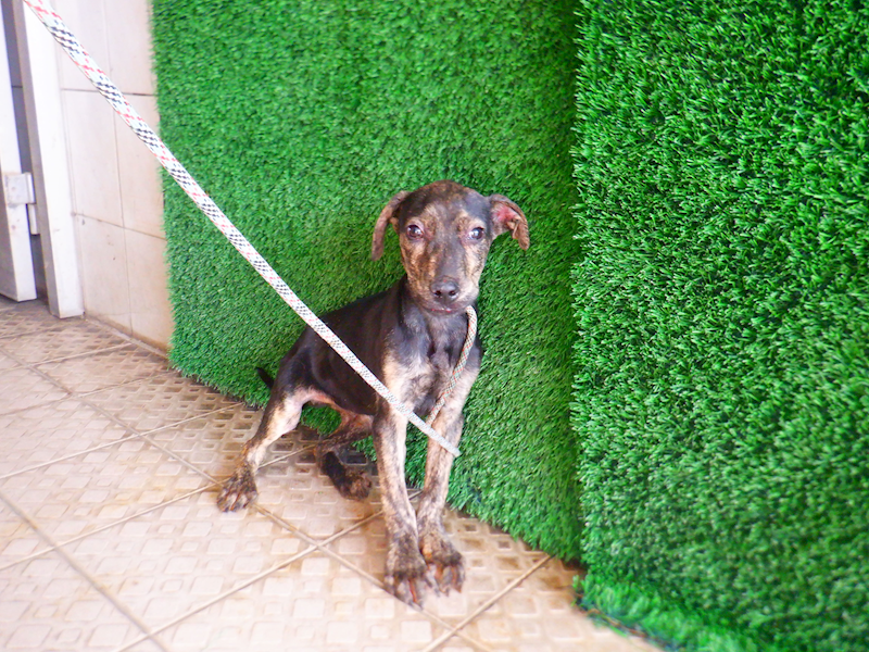 南投縣公立動物收容所,編號:448784, 混種犬          