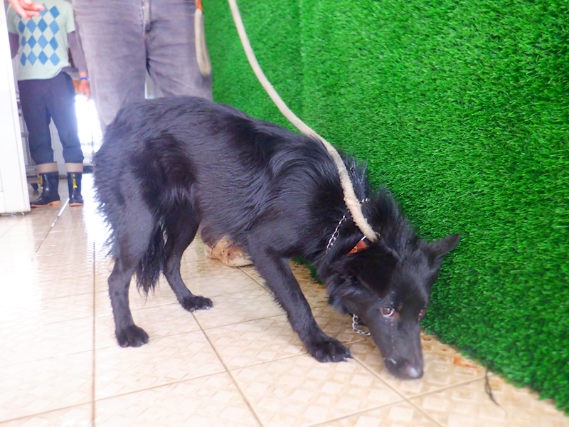 南投縣公立動物收容所,編號:448410, 混種犬          