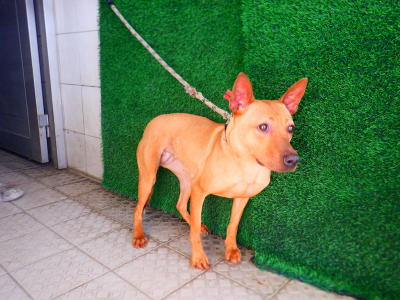 南投縣公立動物收容所,編號:448783, 混種犬          