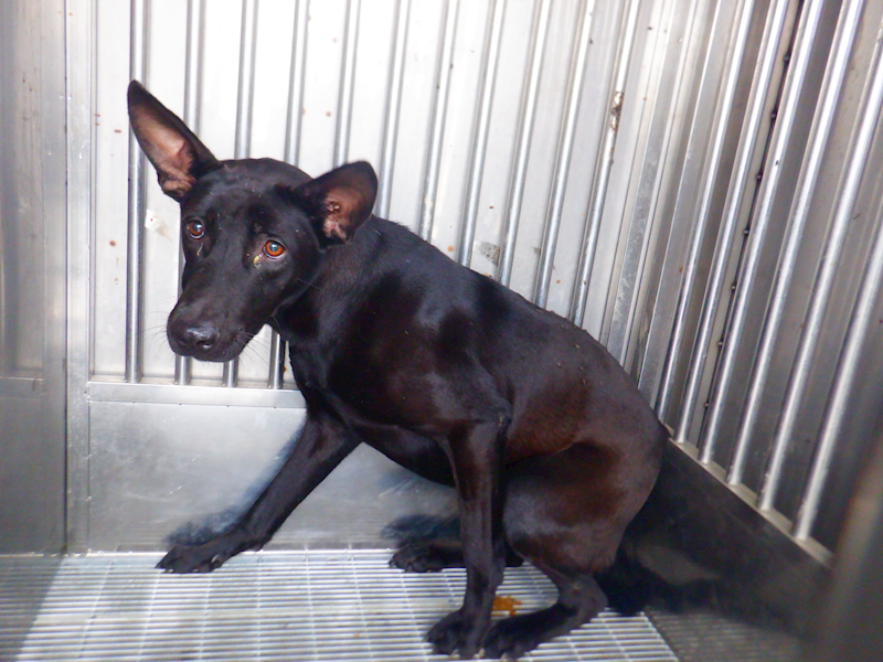 南投縣公立動物收容所,編號:448407, 混種犬          