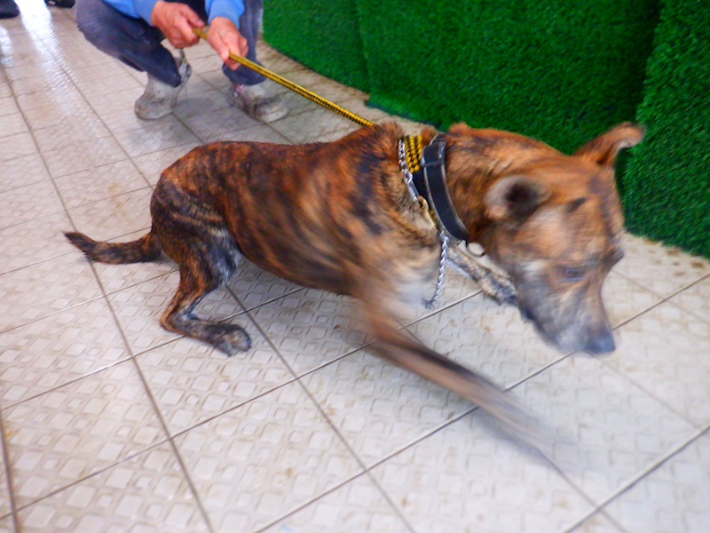 南投縣公立動物收容所,編號:448279, 混種犬          