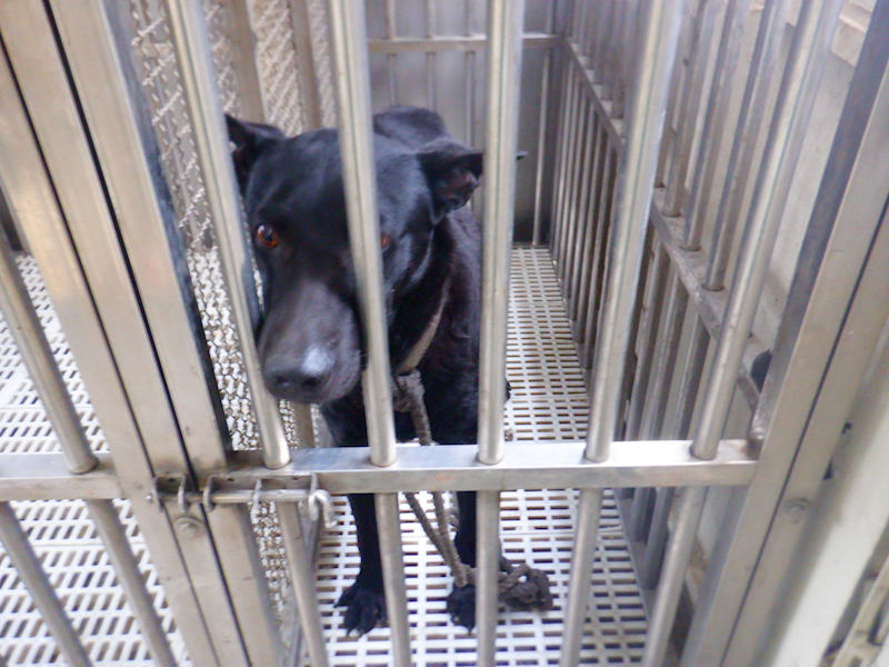 南投縣公立動物收容所,編號:448278, 混種犬          