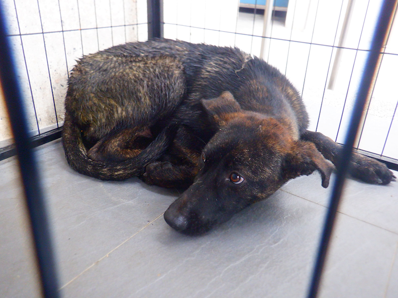 南投縣公立動物收容所,編號:448100, 混種犬          