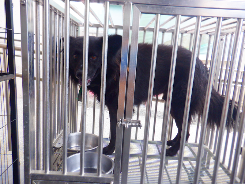 南投縣公立動物收容所,編號:448099, 混種犬          
