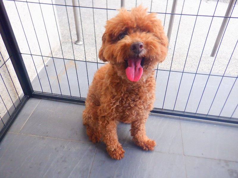 南投縣公立動物收容所,編號:448140, 混種犬          