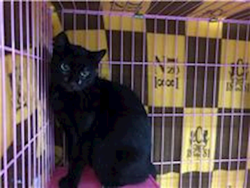 臺北市動物之家,編號:275470, 混種貓                 