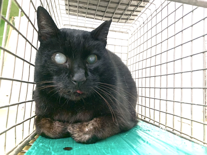 臺北市動物之家,編號:444239, 混種貓                 