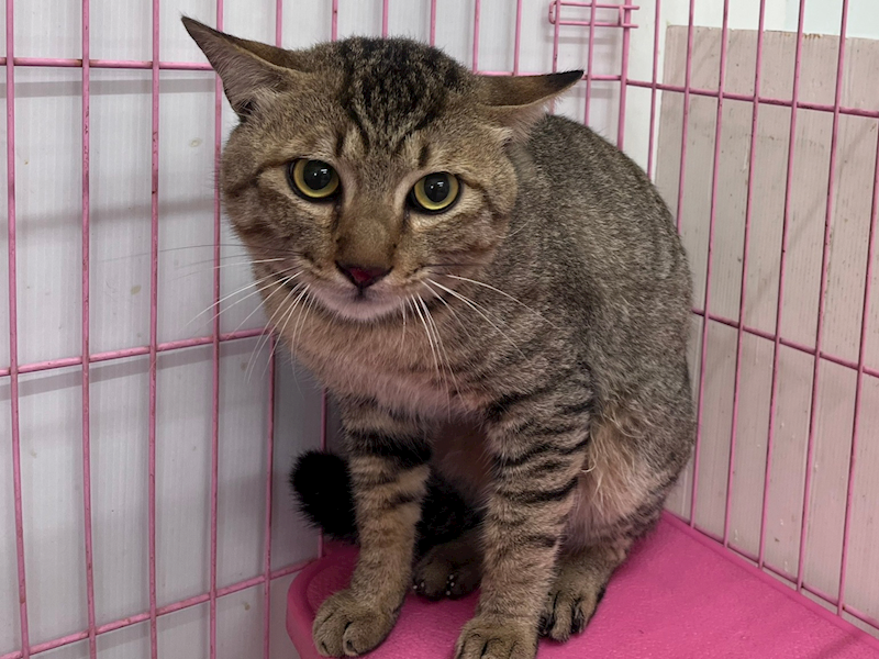 臺北市動物之家,編號:443796, 混種貓                 
