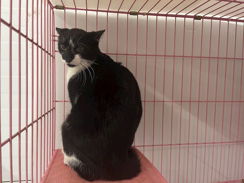 臺北市動物之家,編號:437895, 混種貓                 