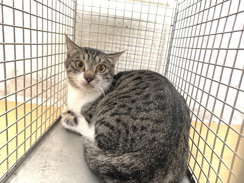 臺北市動物之家,編號:442807, 混種貓                 