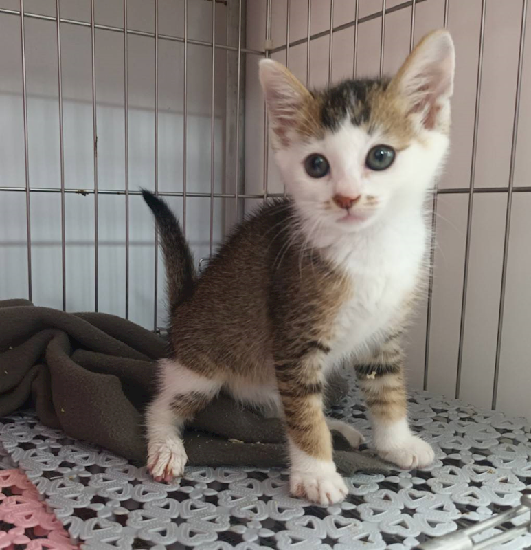 新北市板橋區公立動物之家,編號:449008, 混種貓                 