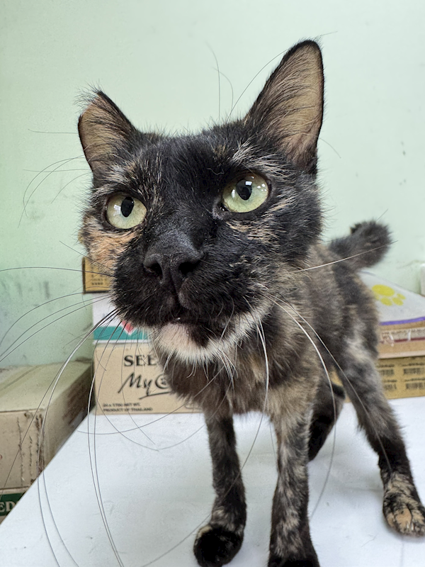 新北市八里區公立動物之家,編號:449268, 混種貓                 