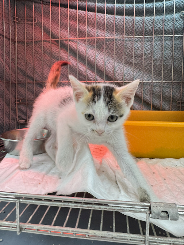 新北市八里區公立動物之家,編號:449269, 混種貓                 