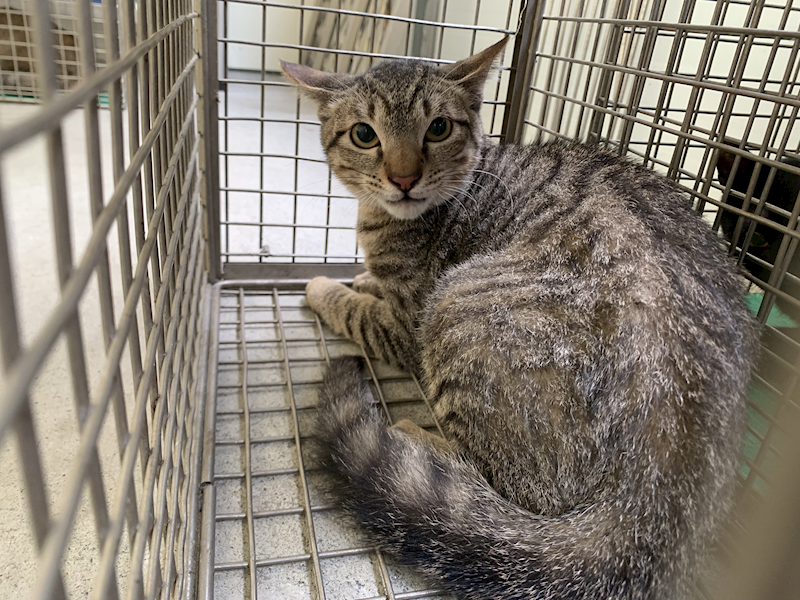 臺北市動物之家,編號:445479, 混種貓                 