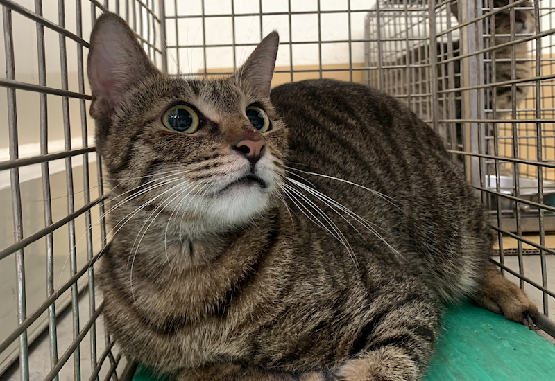 臺北市動物之家,編號:447262, 混種貓                 