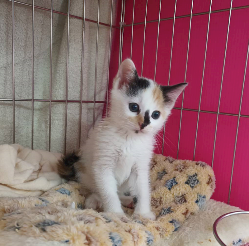 新北市板橋區公立動物之家,編號:449286, 混種貓                 