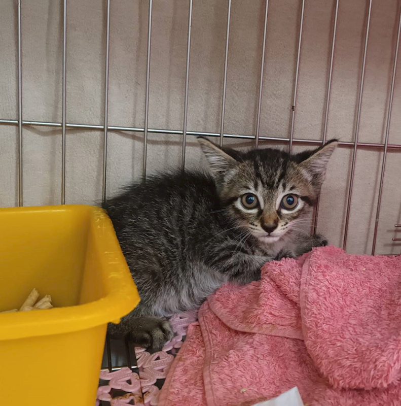 新北市板橋區公立動物之家,編號:449287, 混種貓                 