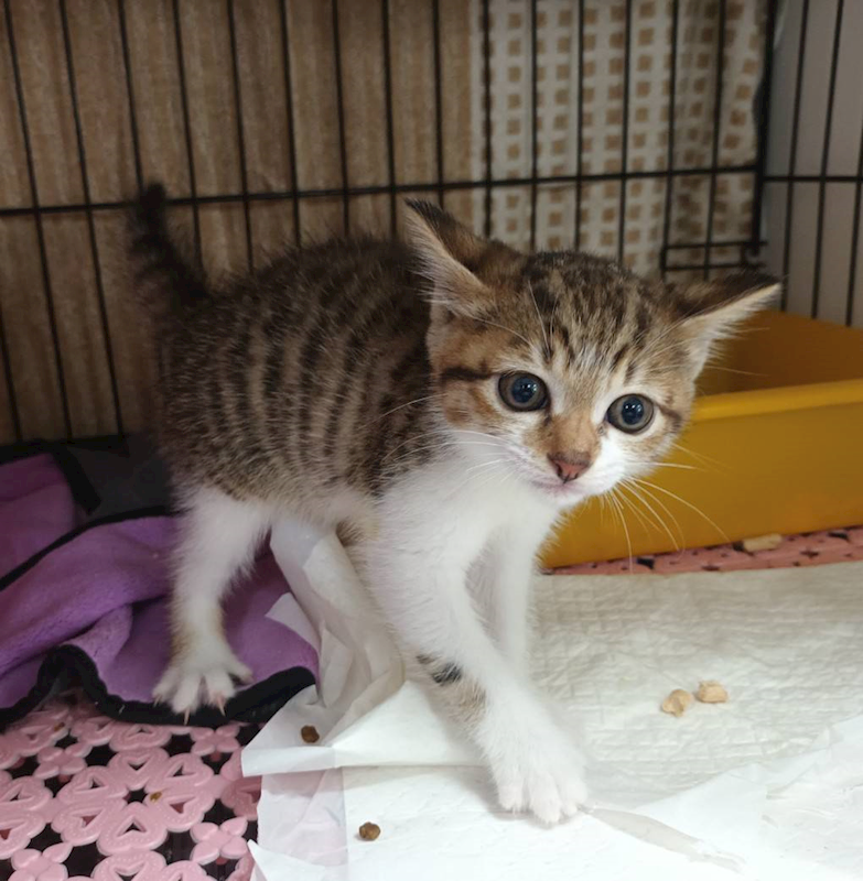 新北市板橋區公立動物之家,編號:449290, 混種貓                 