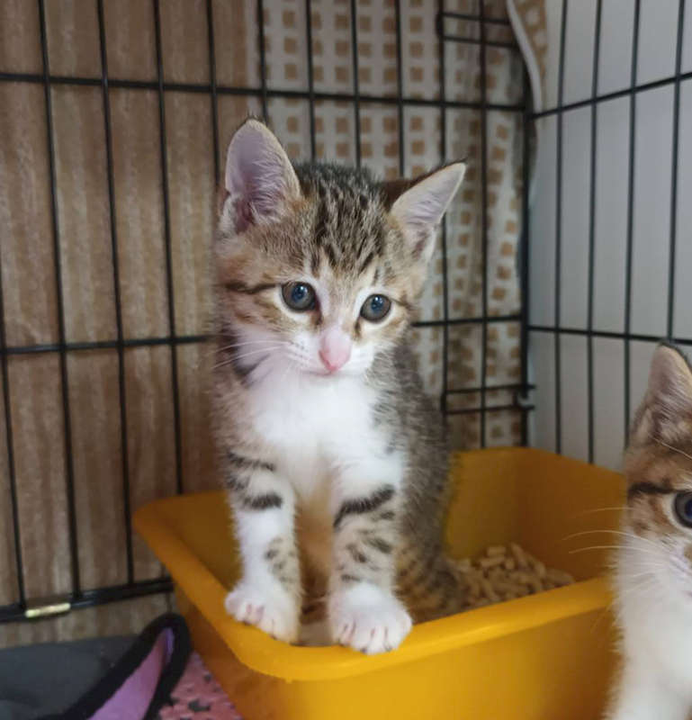 新北市板橋區公立動物之家,編號:449291, 混種貓                 