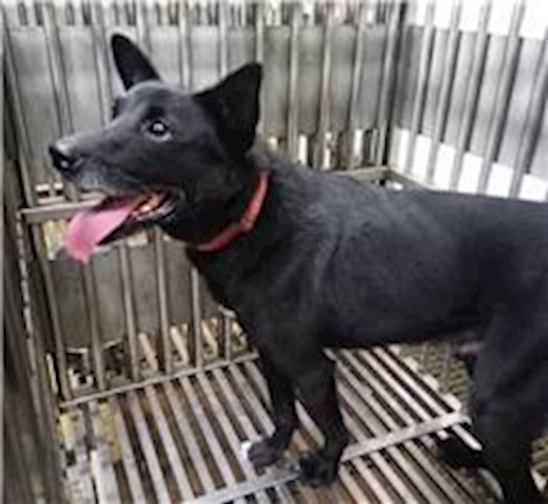 新北市板橋區公立動物之家,編號:235284, 混種犬          