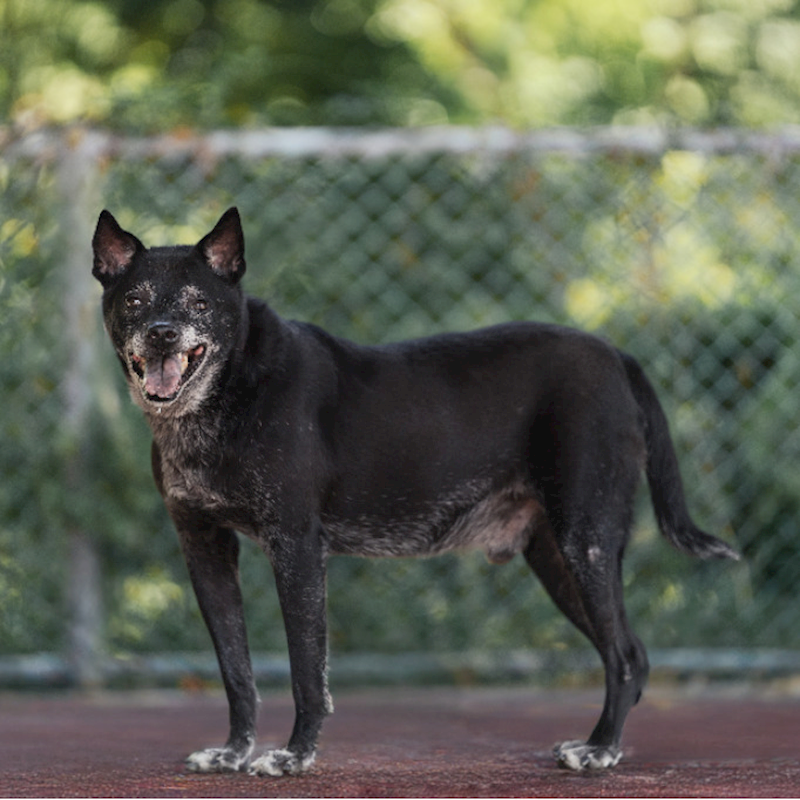 新北市板橋區公立動物之家,編號:53877, 混種犬          