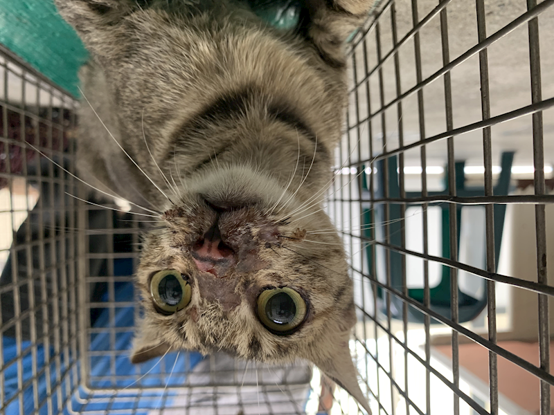 臺北市動物之家,編號:424980, 混種貓                 