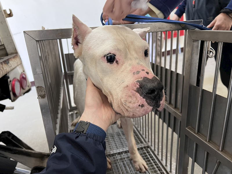 桃園市動物保護教育園區,編號:445079, 阿根廷杜告犬