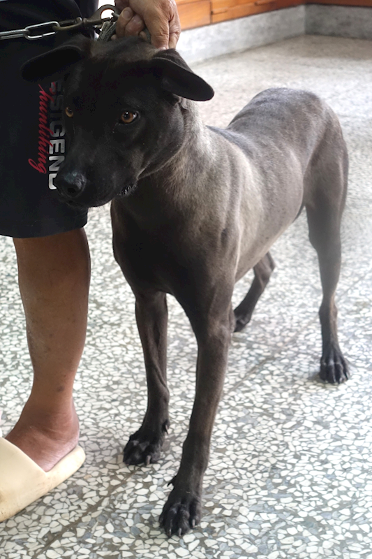 宜蘭縣流浪動物中途之家,編號:449329, 混種犬          
