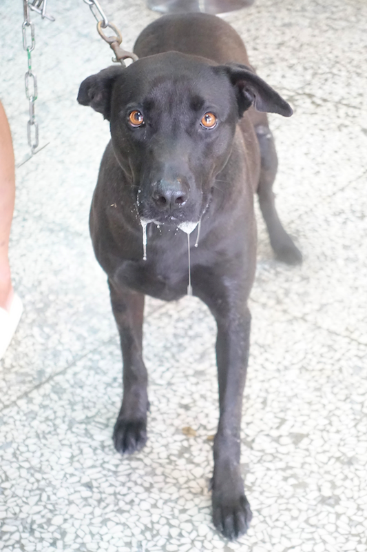 宜蘭縣流浪動物中途之家,編號:449328, 混種犬          