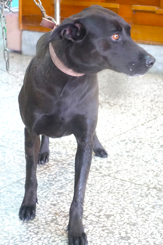 宜蘭縣流浪動物中途之家,編號:449327, 混種犬          